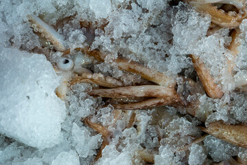 Variety of fish and shellfish on ice at seafood stall. Colorful seafood counter with fresh fish and crustaceans. Assorted seafood selection on ice at fish market.
