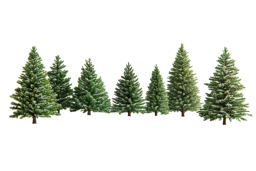 Evergreen Trees: A serene collection of evergreen trees stand in harmony, embodying the enduring beauty of nature and the resilience of life. These majestic trees offer a sense of calm.