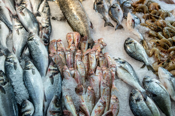 Variety of fish and shellfish on ice at seafood stall. Colorful seafood counter with fresh fish and crustaceans. Assorted seafood selection on ice at fish market.