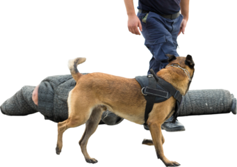 Malinois belgian shepherd guard the border. The border troops demonstrate the dog's ability to detect violations.