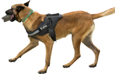 Malinois belgian shepherd guard the border. The border troops demonstrate the dog's ability to detect violations.