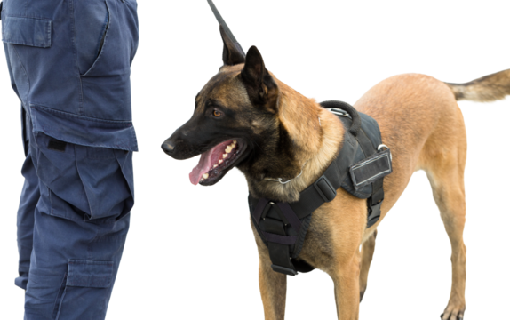 Malinois belgian shepherd guard the border. The border troops demonstrate the dog's ability to detect violations.