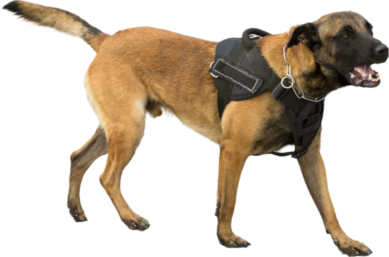 Malinois belgian shepherd guard the border. The border troops demonstrate the dog's ability to detect violations.