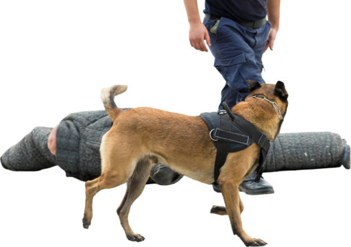 Malinois belgian shepherd guard the border. The border troops demonstrate the dog's ability to detect violations.