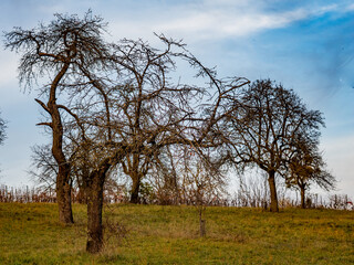 Kahler Baum im Sp&auml;therbst
