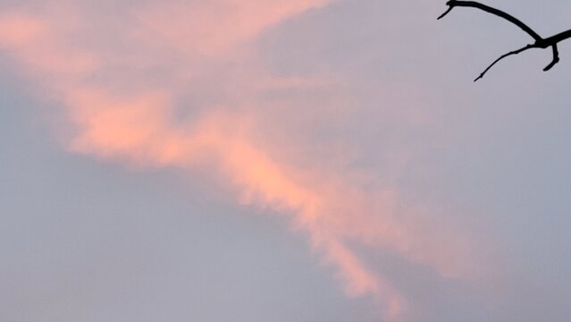Soft pink clouds against a pale sky with a silhouetted tree branch in the upper right corner