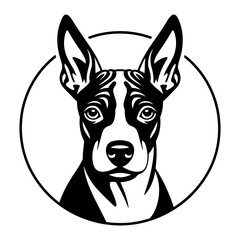 American Hairless Terrier