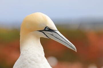 northern gannet