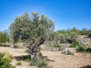 Olivenbaum im Herbst
