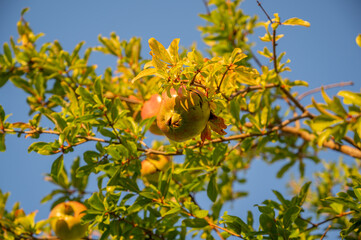 Unripe green pomegranate growing on a bush