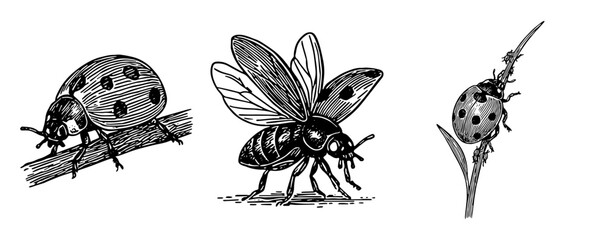 てんとう虫の細密ペンイラストセット、Detailed Ladybug Pen Illustration Set © MEG-MEG