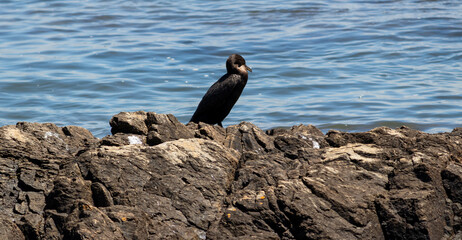 Punta del Este, Uruguay – Wildlife and Coastal Landscape 