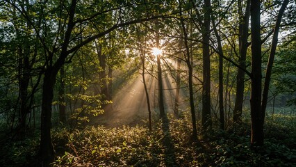 Obraz premium Sunlight filtering through trees in a forest during daytime, creating a peaceful and natural scene.