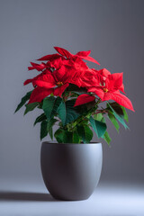 Potted poinsettia with rich red bracts on matte neutral backdrop, soft side light