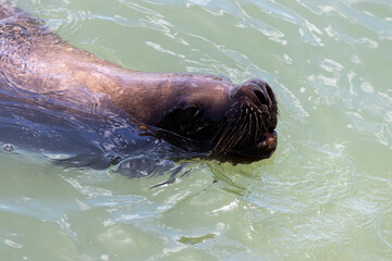 Obraz premium Punta del Este, Uruguay – Wildlife and Coastal Landscape 