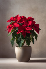 Potted poinsettia with rich red bracts on matte neutral backdrop, soft side light