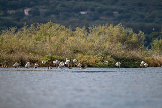 Young baby Flamingo pastel colors in middle of water pond Biguglia in Corsica near Bastia Tall grasses on the background