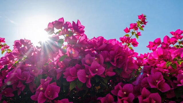 Bright pink bougainvillea flowers with sunlight shining behind, against a clear blue sky.