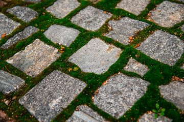 paving stones on the road covered with green moss