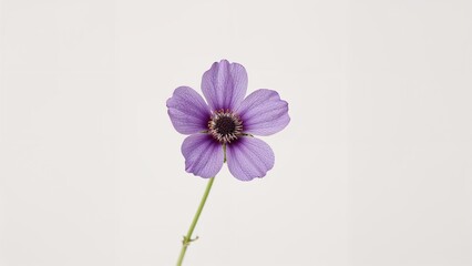 Purple flower on a stem. Minimalist and delicate floral image. Nature and beauty, concept. Botany and flora. The concept of simplicity and elegance.