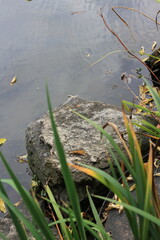 Stones in the pond