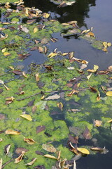 Naklejka premium autumn leaves in water