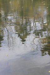 reflections in the water