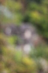 A dreamy blurry view of water drops on the grass