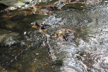 Water currents in the pond