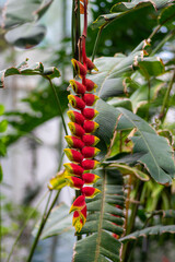 Obraz premium Heliconia rostrata strange beautiful tropical plant in bloom, flowering red and yellow flowers, green foliage