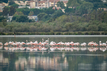 Fototapeta premium Flamingoes at dawn pastel colors in middle of water pond Biguglia in Corsica near Bastia Tall grasses on the background