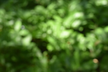 A dreamy view of green leaves background