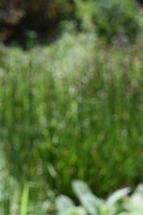 A dreamy blurry view of green moss on the rocks