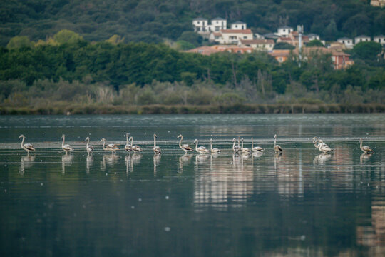 Flamingoes at dawn pastel colors in middle of water pond Biguglia in Corsica near Bastia Tall grasses on the background