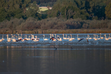 Fototapeta premium Flamingoes at dawn pastel colors in middle of water pond Biguglia in Corsica near Bastia Tall grasses on the background