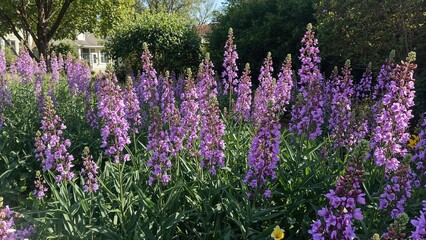 Obraz premium Lavender flowers in a garden with green trees and a house in the background.
