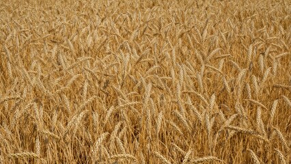 Golden wheat field with ripe crop ready for harvest. Agriculture and farming, nature and environment, cereal production, and harvest concept.