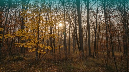 Fototapeta premium Autumn forest scene with sunlight shining through leafless trees. Nature and seasonal change, landscape photography, fall foliage. The essence of autumn in a woodland.