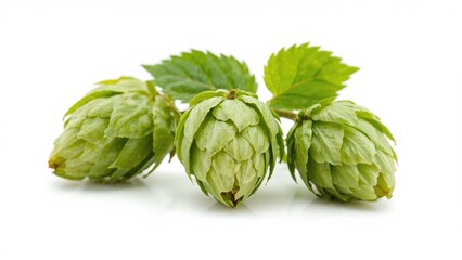 Fototapeta premium Fresh green hops with leaves, isolated on white background.