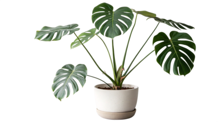 A healthy green monstera deliciosa plant in a white pot