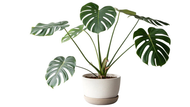 A healthy green monstera deliciosa plant in a white pot
