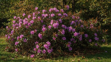 Cluster of purple rhododendron flowers in a garden during daytime.