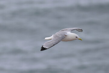 kittiwake