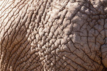 Close-up macro of wrinkled, cracked elephant skin hide&mdash;backgrounds, surface, and graphic resources.

