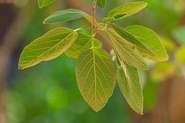 A beautiful branch of leaves in close-up macro, sunlit against a blurred background--backgrounds, surfaces, and graphic resources.
