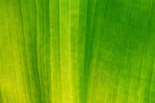 Palm leaf close-up macro that radiates vertically in a gradient of yellows and greens--backgrounds, surfaces, and graphic resources.
