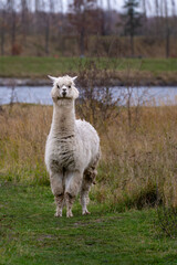 Obraz premium White alpaca standing on grassy path near river in natural landscape
