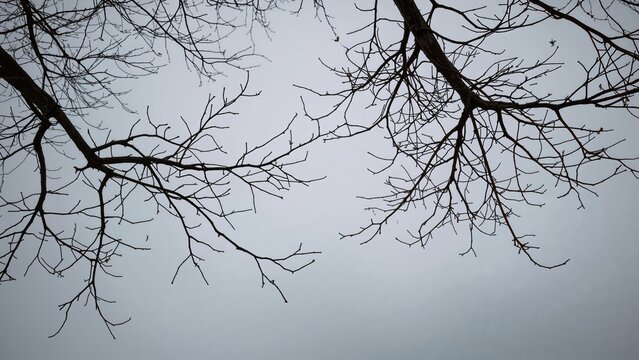Bare tree branches against a gray sky with no leaves.