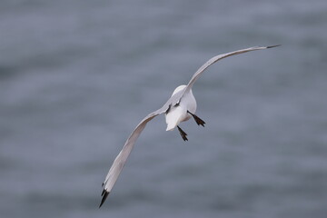 kittiwake