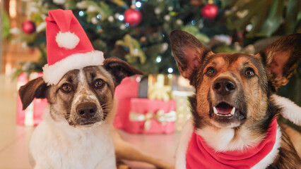 PORTRAIT, CLOSE UP: Santa dogs posing by the glowing Christmas tree and wrapped presents. Two...